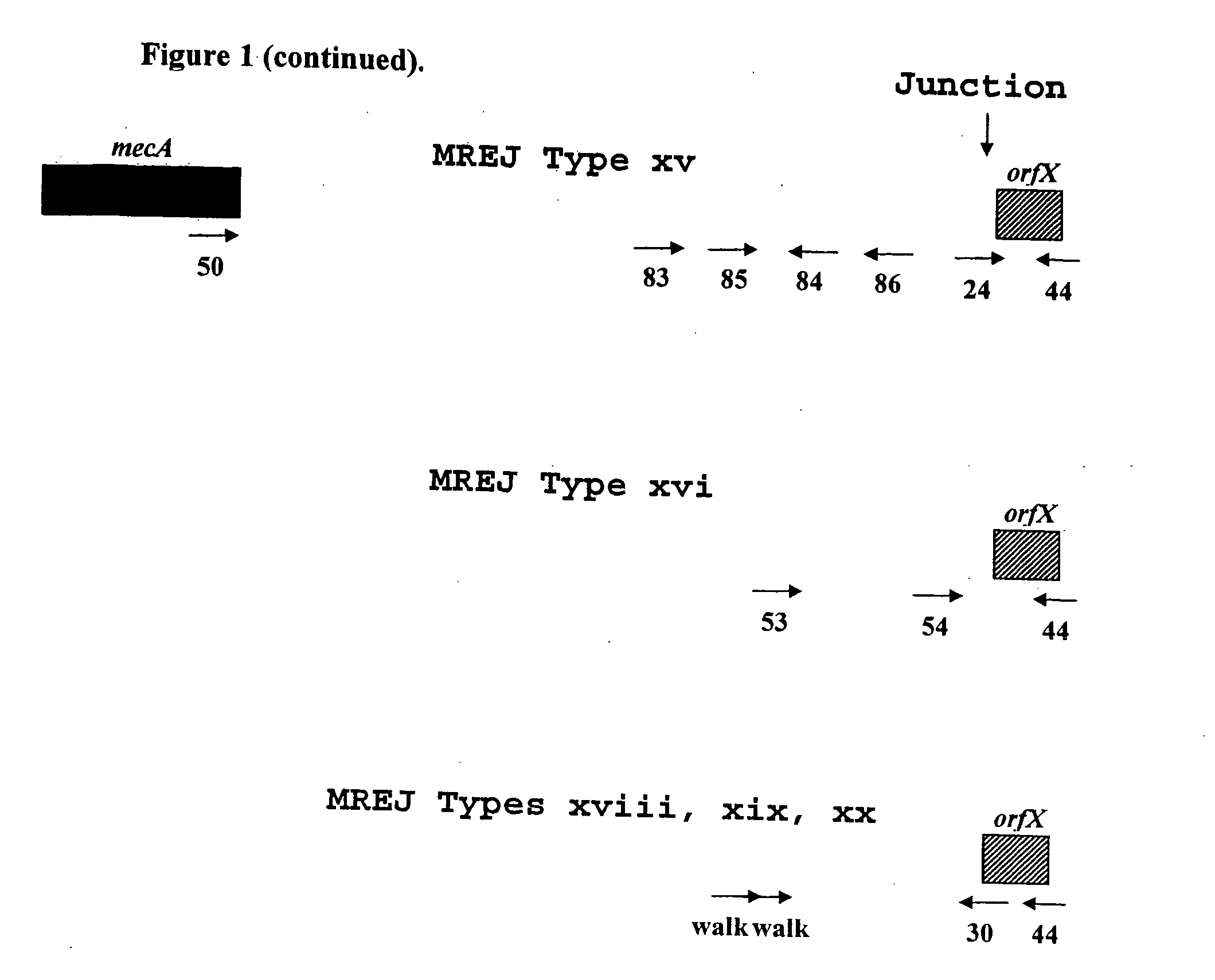 Sequences for detection and identification of methicillin-resistant Staphylococcus aureus (MRSA) of MREJ types xi to xx