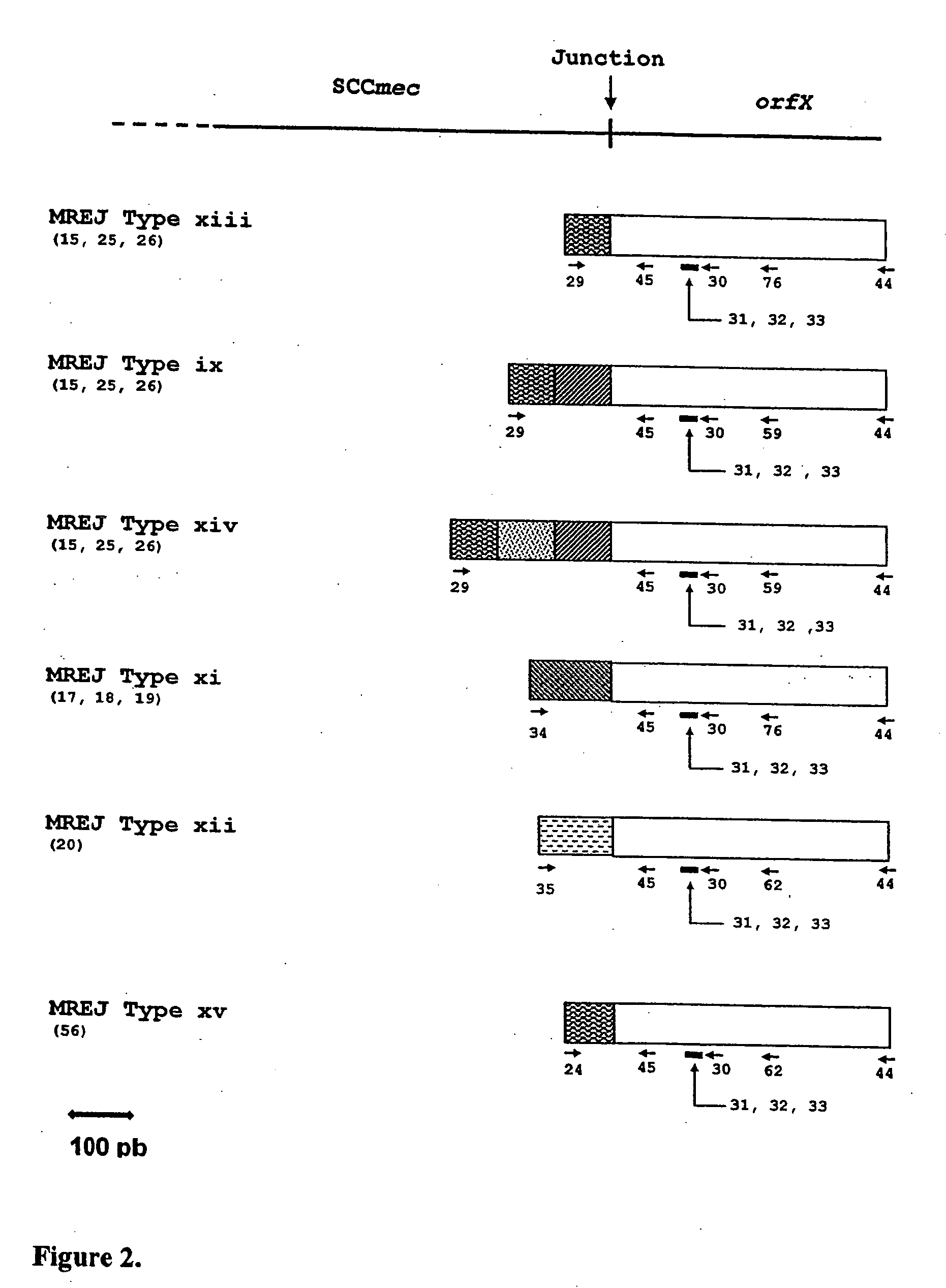 Sequences for detection and identification of methicillin-resistant Staphylococcus aureus (MRSA) of MREJ types xi to xx