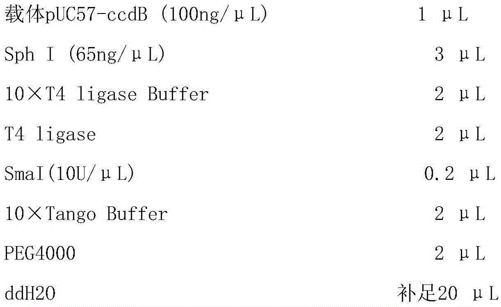 Cloning vector and preparation and application thereof