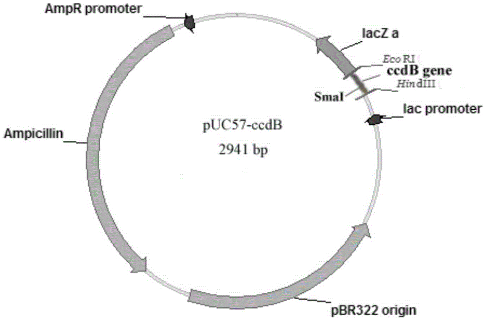 Cloning vector and preparation and application thereof