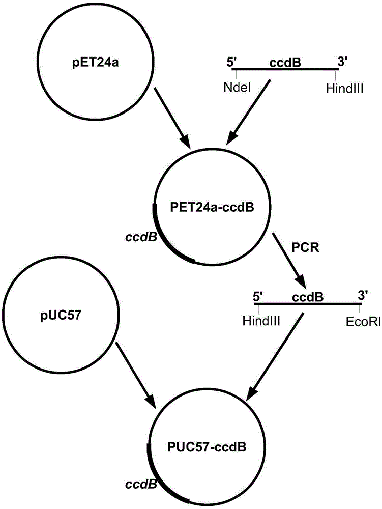 Cloning vector and preparation and application thereof