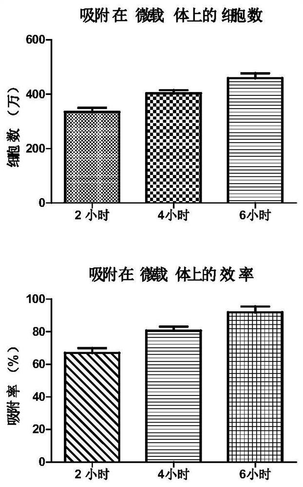 A method for three-dimensional microcarrier cell adsorption culture