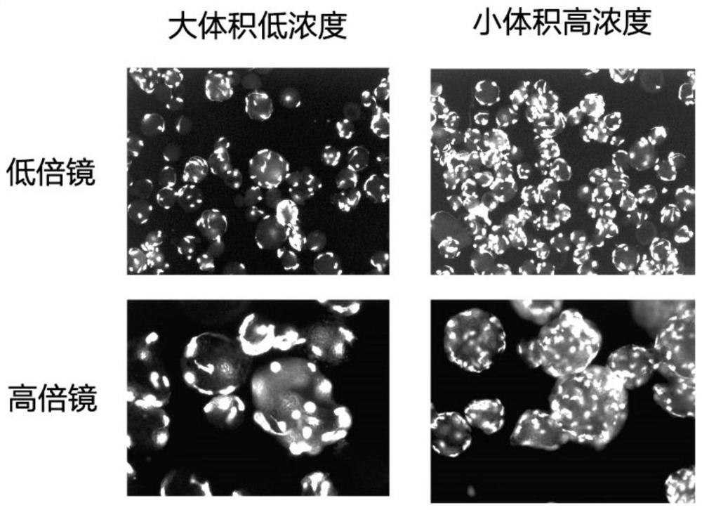 A method for three-dimensional microcarrier cell adsorption culture