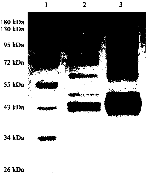 Polysaccharide cracking monooxygenase LPMO 9D coding gene and enzyme and preparation and application thereof