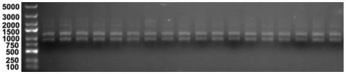 Zymomonas mobilis genome editing method based on CRISPR-Cas12a system and application of method