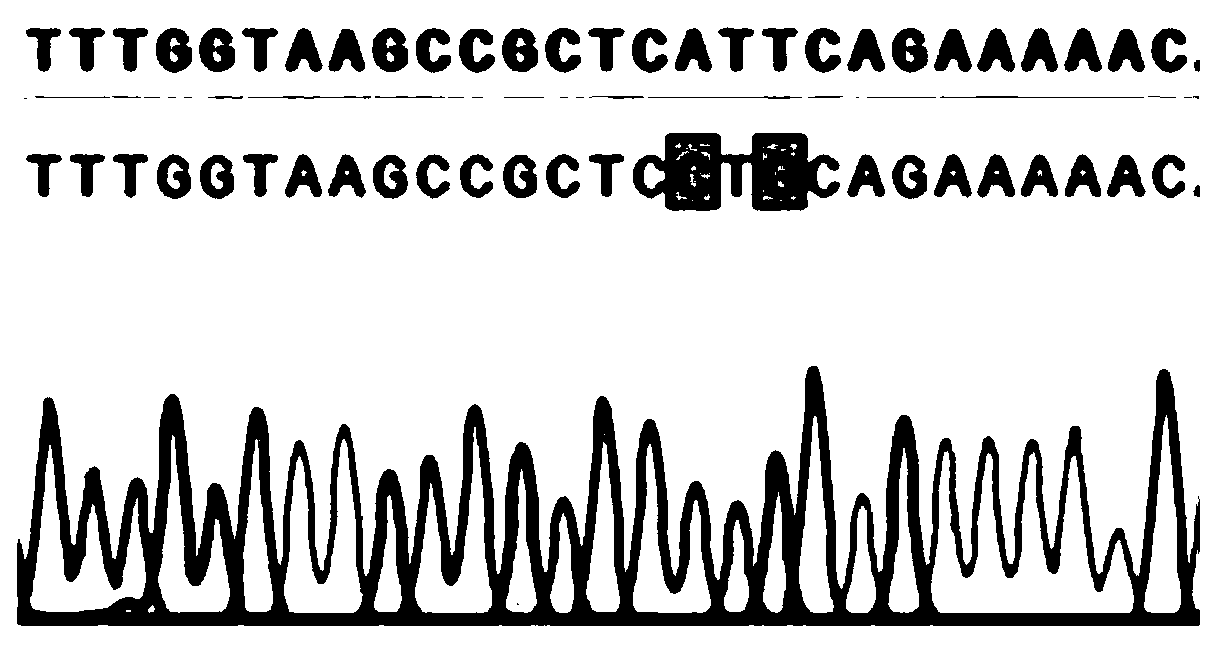 Zymomonas mobilis genome editing method based on CRISPR-Cas12a system and application of method