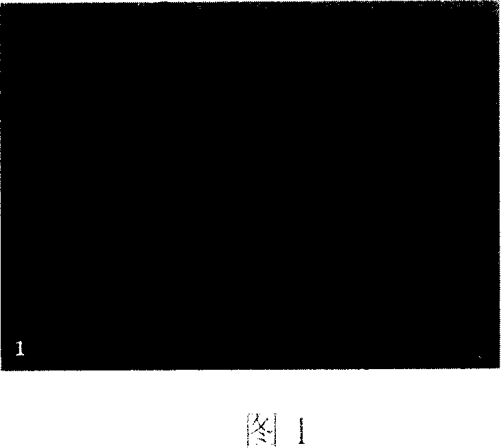 Injection type tissue engineering bone renovation material and construct method thereof