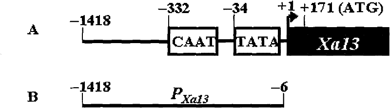 Pathogen induced promoter PXa13 and application thereof in regulate and control on target gene expression under pathogen induction