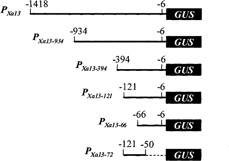 Pathogen induced promoter PXa13 and application thereof in regulate and control on target gene expression under pathogen induction