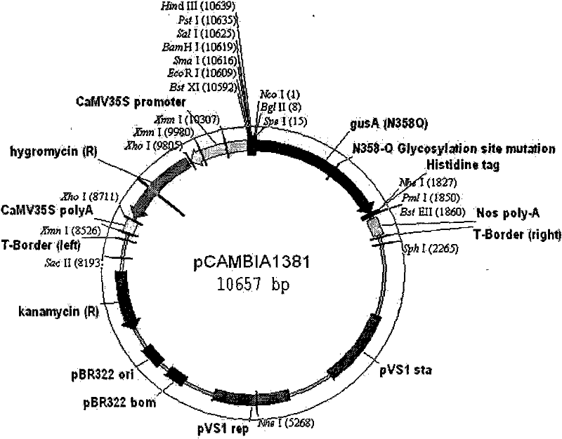 Pathogen induced promoter PXa13 and application thereof in regulate and control on target gene expression under pathogen induction