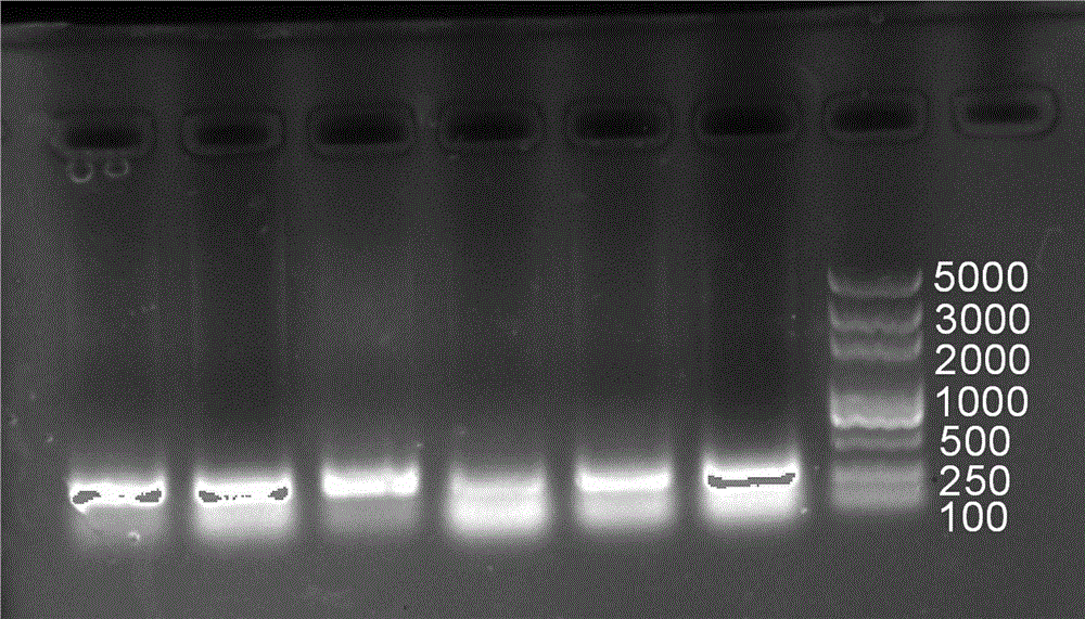 Method for harmlessly extracting Chinese sturgeon DNA