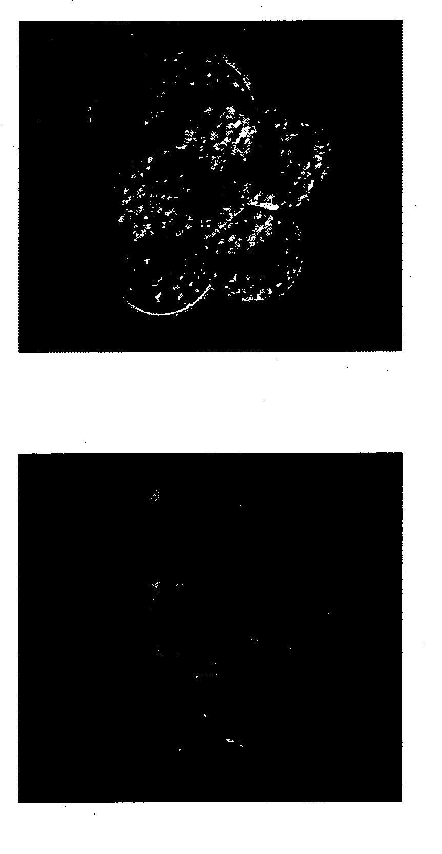 Peptide-lipid constructs and their use in diagnostic and therapeutic applications