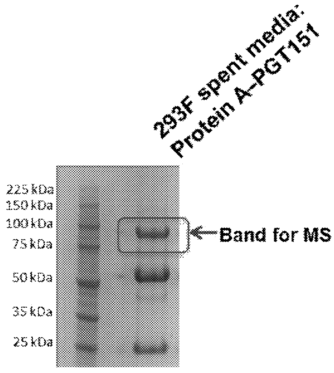 Mammalian protein co-recognition by broadly neutralizing antibodies as modified immunogens for re-elicitation