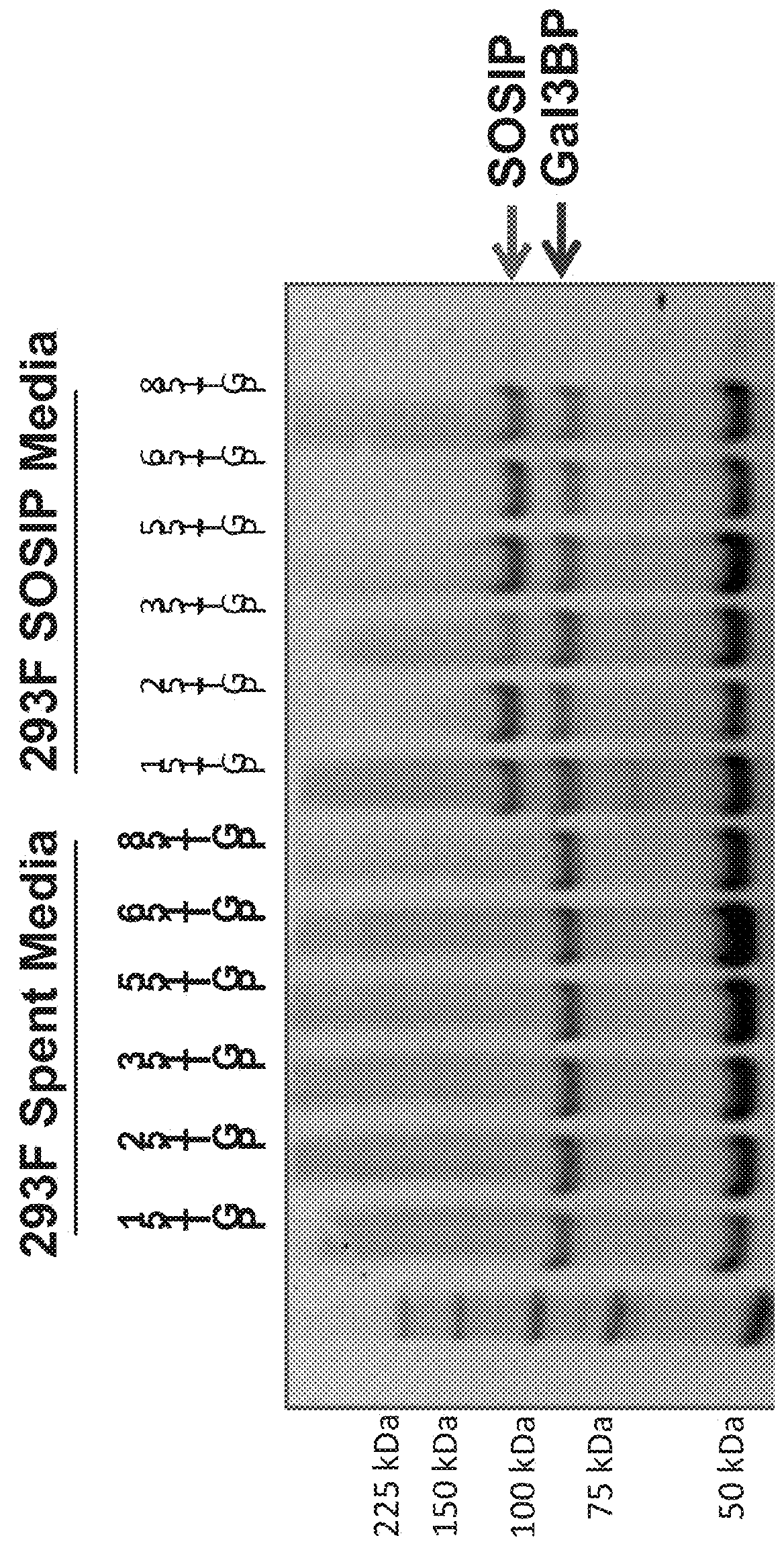 Mammalian protein co-recognition by broadly neutralizing antibodies as modified immunogens for re-elicitation