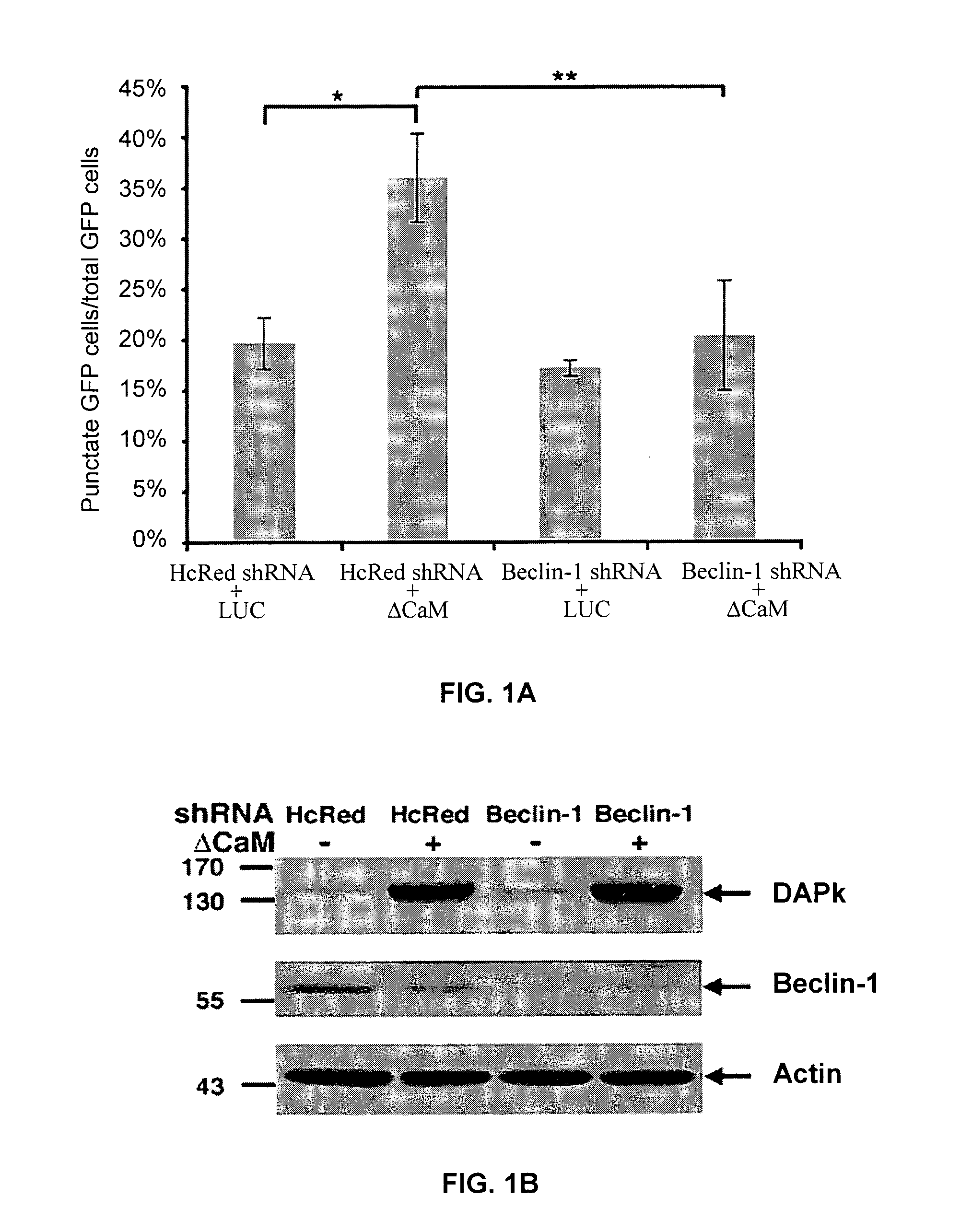 Compositions and methods for diagnosing and treating cancer and neurodegenerative diseases related to beclin-1