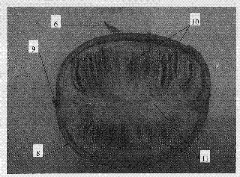 Processing and drying method of fructus momordicae