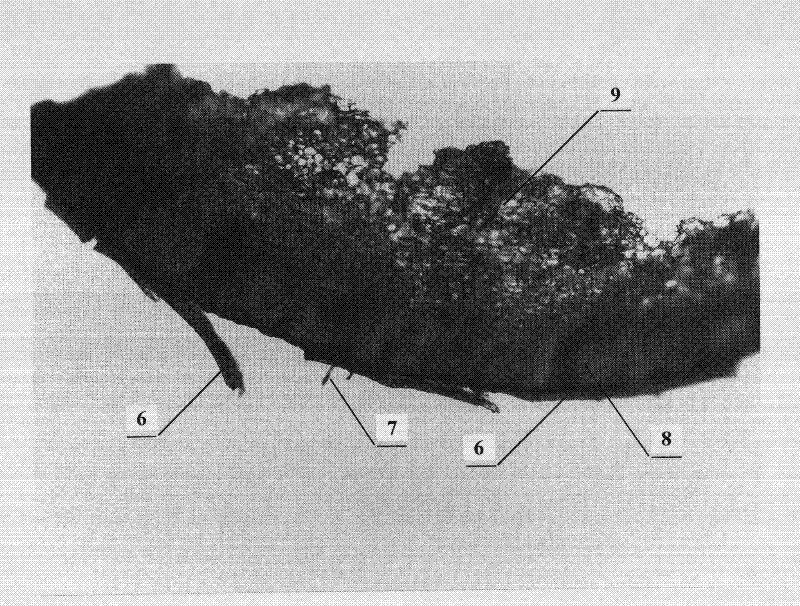 Processing and drying method of fructus momordicae