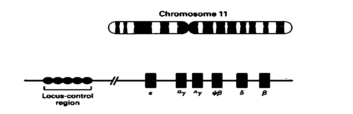 hbb gene mutation and hla typing detection kit