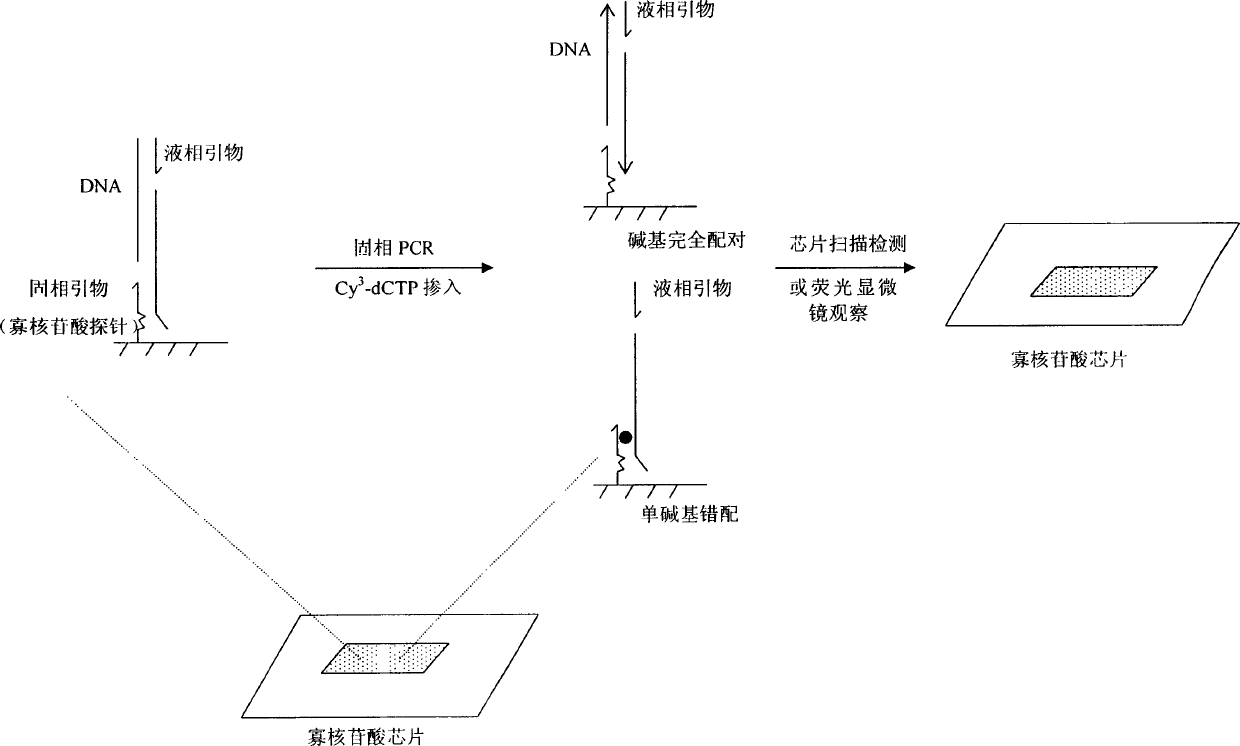 Oligonucleotide chip and its application of detecting muatatonal site of hepatitis B virus