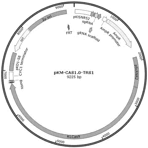 Efficient CRISPR/Cas (Clustered Regulatory Interspaced Short Palindromic Repeats/CRISPR associated) 9 gene editing system for Kluyveromyces optimization