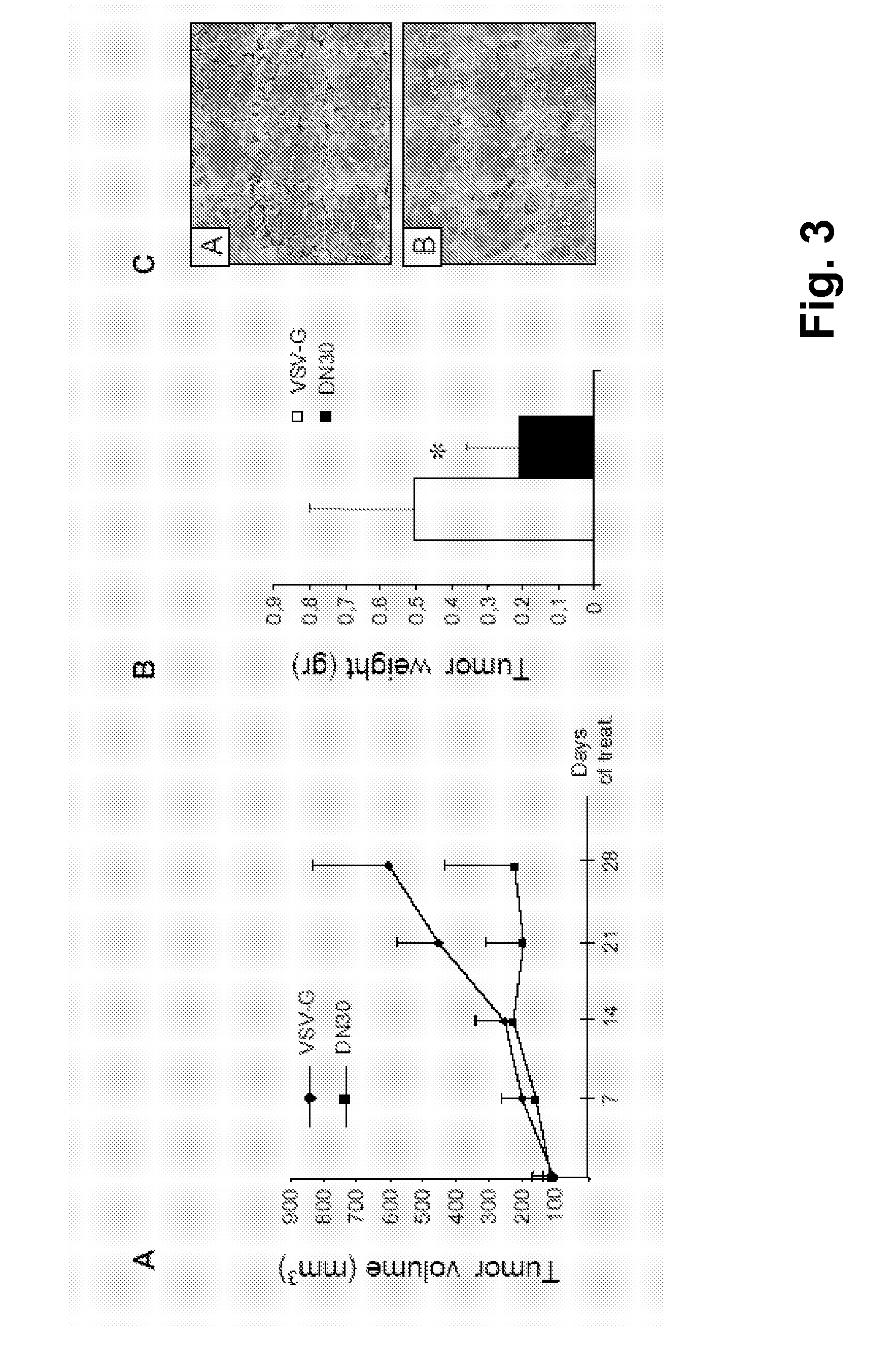 Anti-Met Monoclonal Antibody, Fragments and Vectors Thereof, for the Treatment of Tumors and Corresponding Products