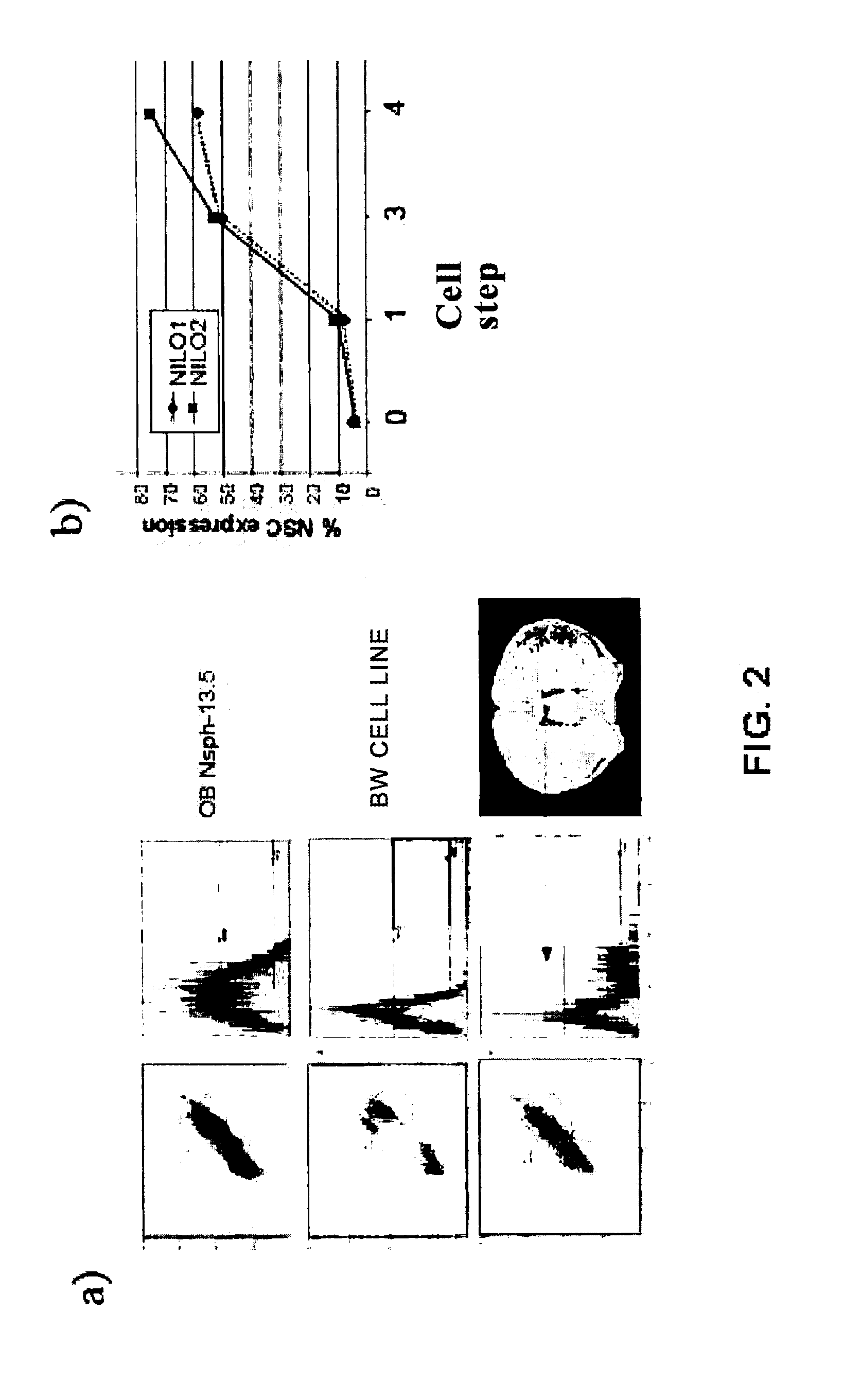 Monoclonal antibodies that recognize neurospheres or neural progenitor cells