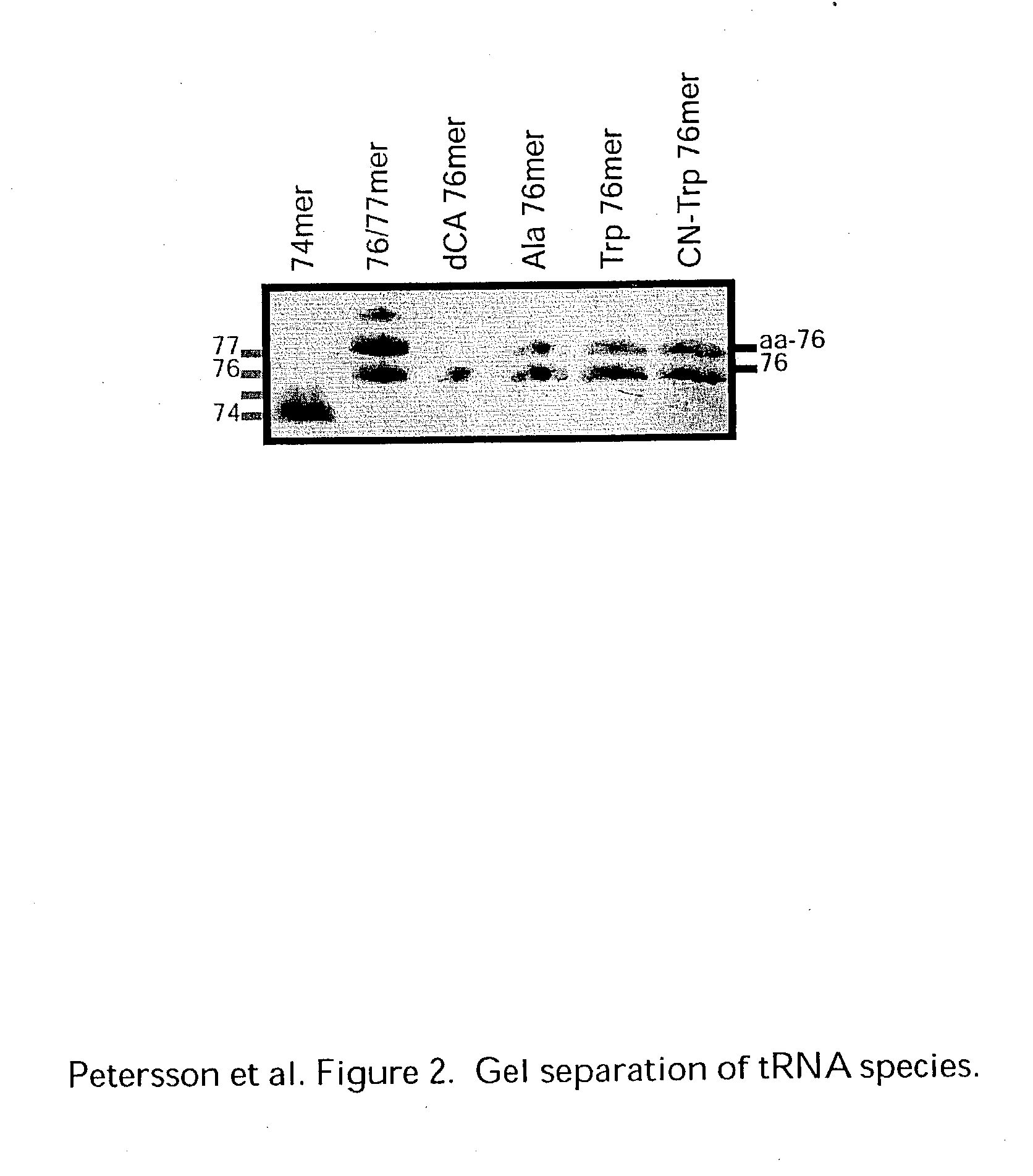 Methods for evaluation of in vitro aminoacyl tRNA production using matrix-assisted laser desorption/ionization time-of-flight mass spectrometry