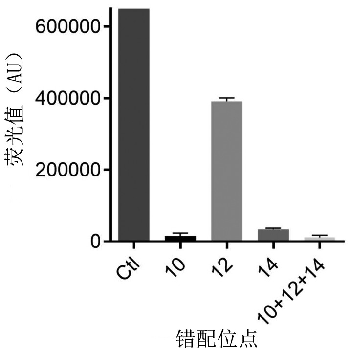 Kit and method for visual detection of citrus huanglongbing based on RPA-CRISPR-Cas12a system