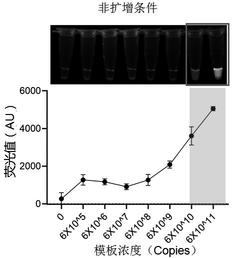 Kit and method for visual detection of citrus huanglongbing based on RPA-CRISPR-Cas12a system