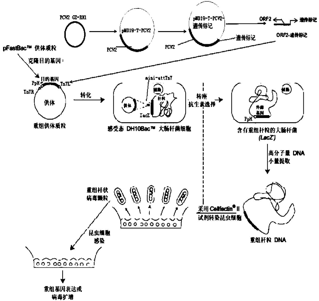 Method for constructing recombinant insect baculovirus expression vector of PVC2 (porcine circovirus type 2) Cap-labeled protein