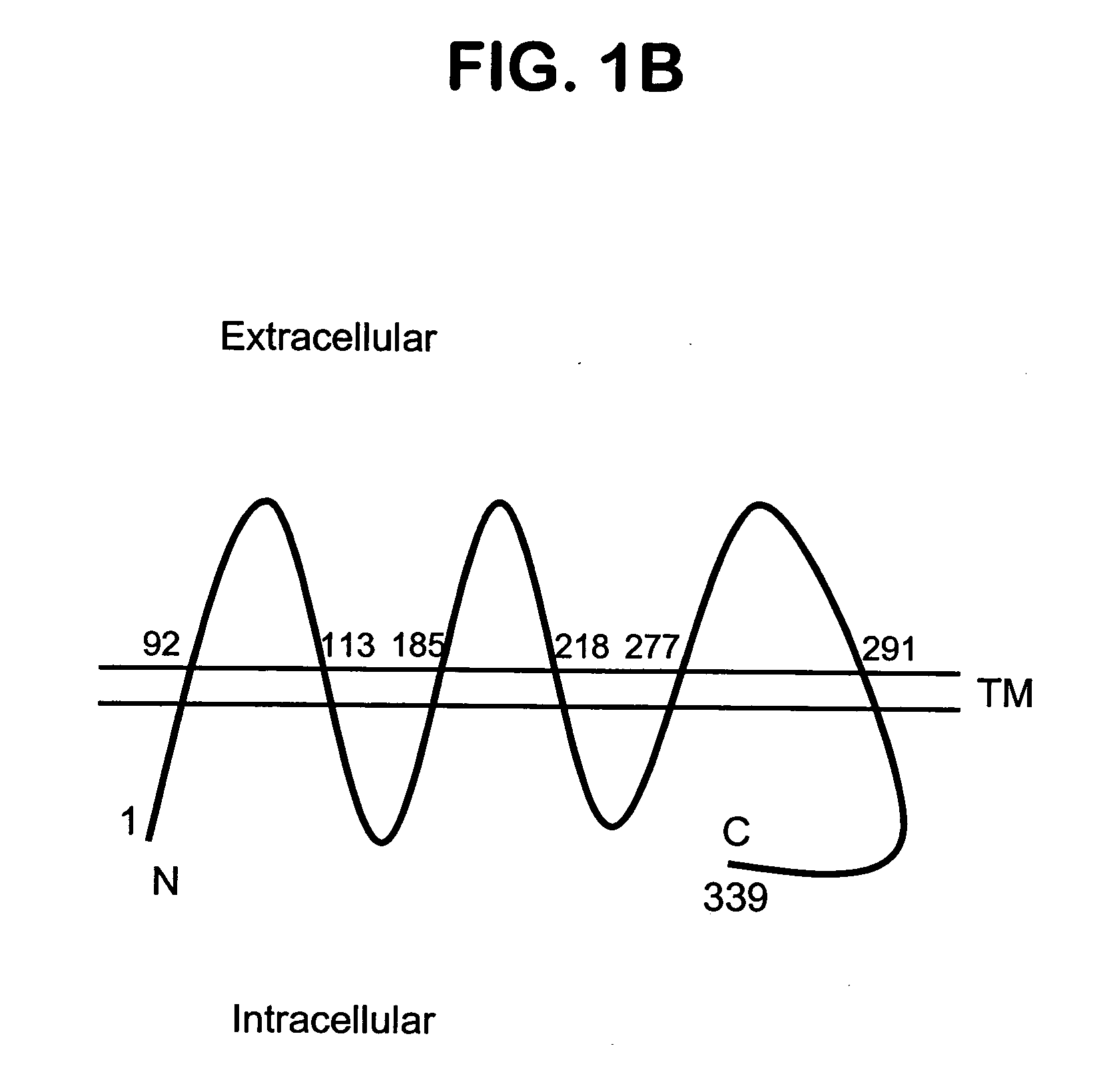 Novel serpentine transmembrane antigens expressed in human cancers and uses thereof