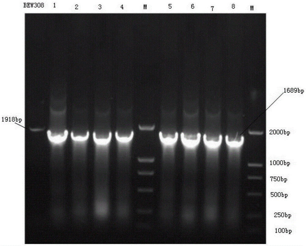 L-aspartase recombinant escherichia coli free of malic acid byproducts and construction method and application of L-aspartase recombinant escherichia coli