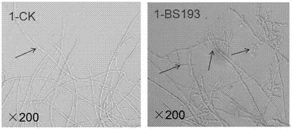 Bacillus subtilis BS193 for preventing and controlling potato late blight and application of bacillus subtilis BS193