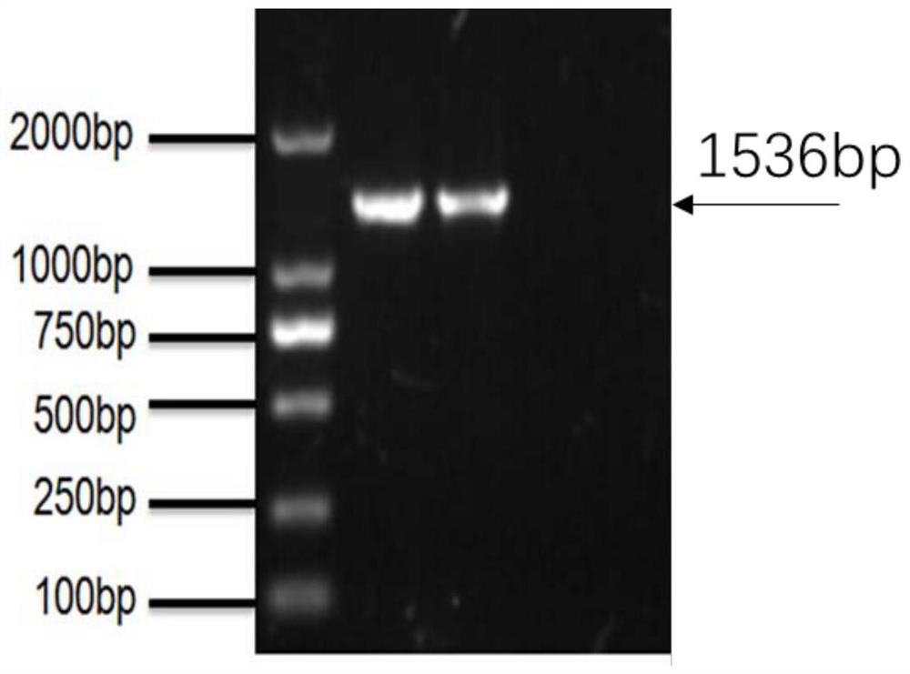 Recombinant lactic acid bacteria strain expressing ibdv VP2 protein and Salmonella outer membrane protein RCK and its use