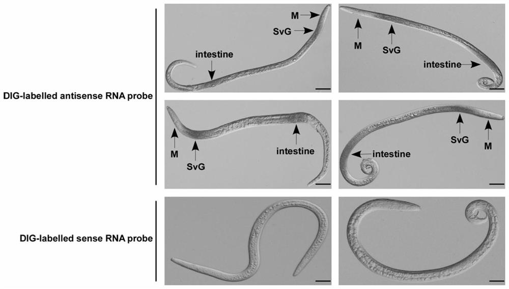 Bursaphelenchus xylophilus effector BxSCD1 interaction protein as well as coding gene and application thereof