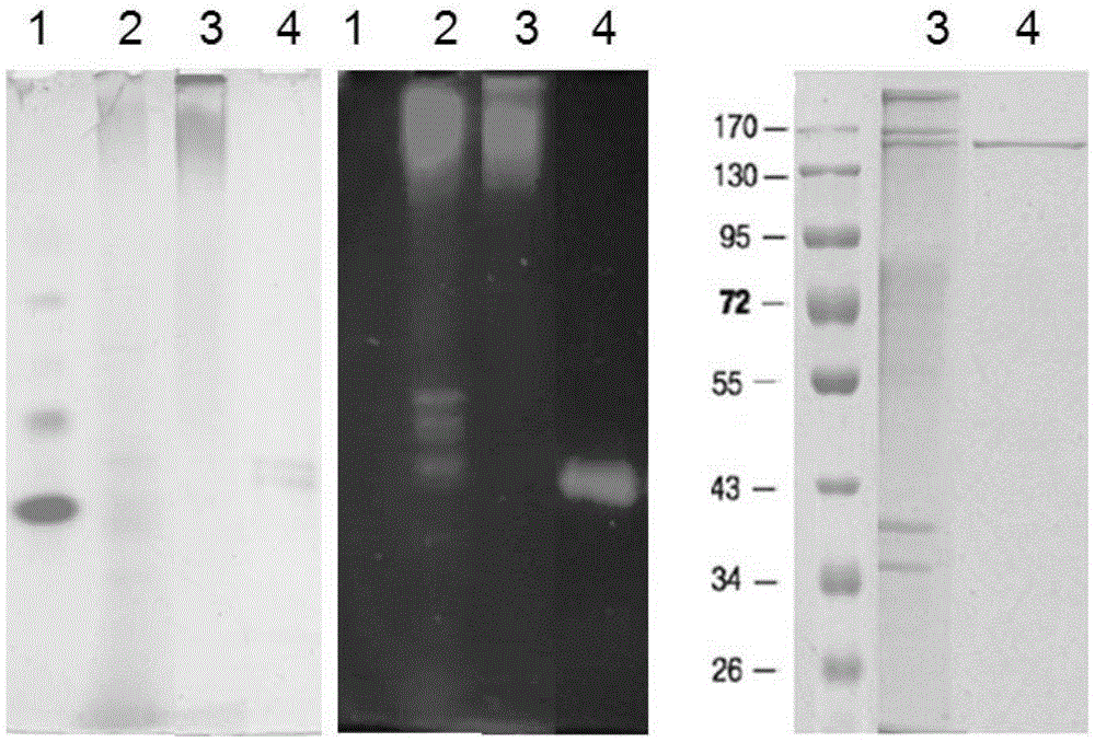 A kind of xylosidase xyl_s and its coding gene and application