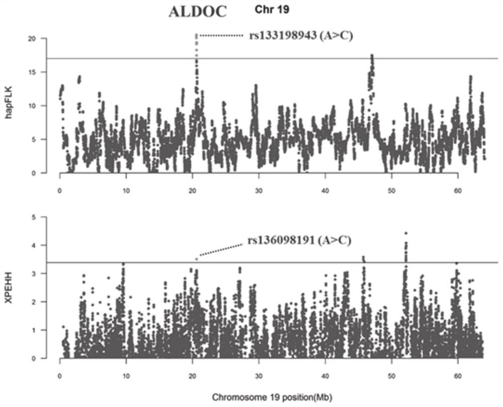 Method for screening bovine plateau hypoxia-adapted gene ALDOC and functional molecular markers and application of bovine plateau hypoxia-adapted genes ALDOC and functional molecular markers