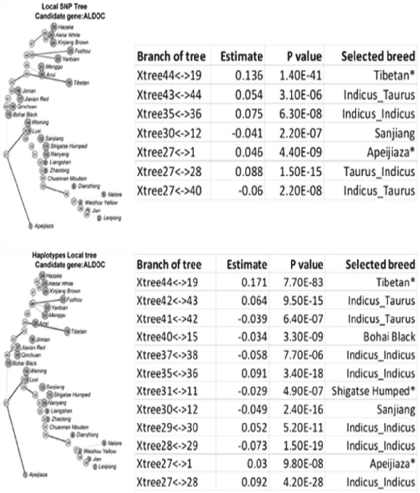 Method for screening bovine plateau hypoxia-adapted gene ALDOC and functional molecular markers and application of bovine plateau hypoxia-adapted genes ALDOC and functional molecular markers