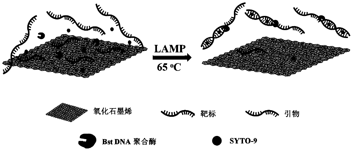 Graphene oxide-containing amplification system and application of system in detection of colorectal cancer markers