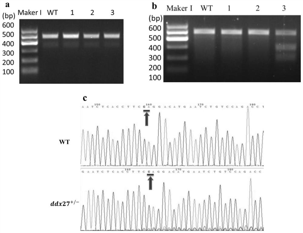 Preparation method of ddx27 gene deletion zebrafish mutant