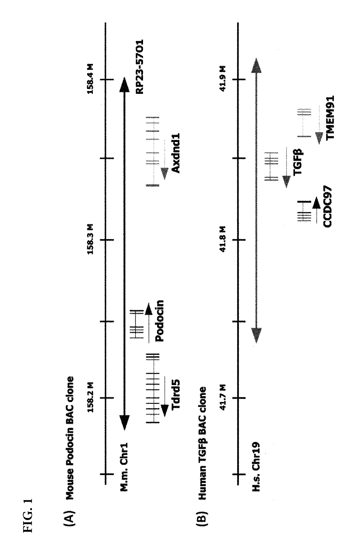 Transgenic mouse expressing kidney-specific human TGF-beta1, and biomarker for tissue fibrosis mouse model