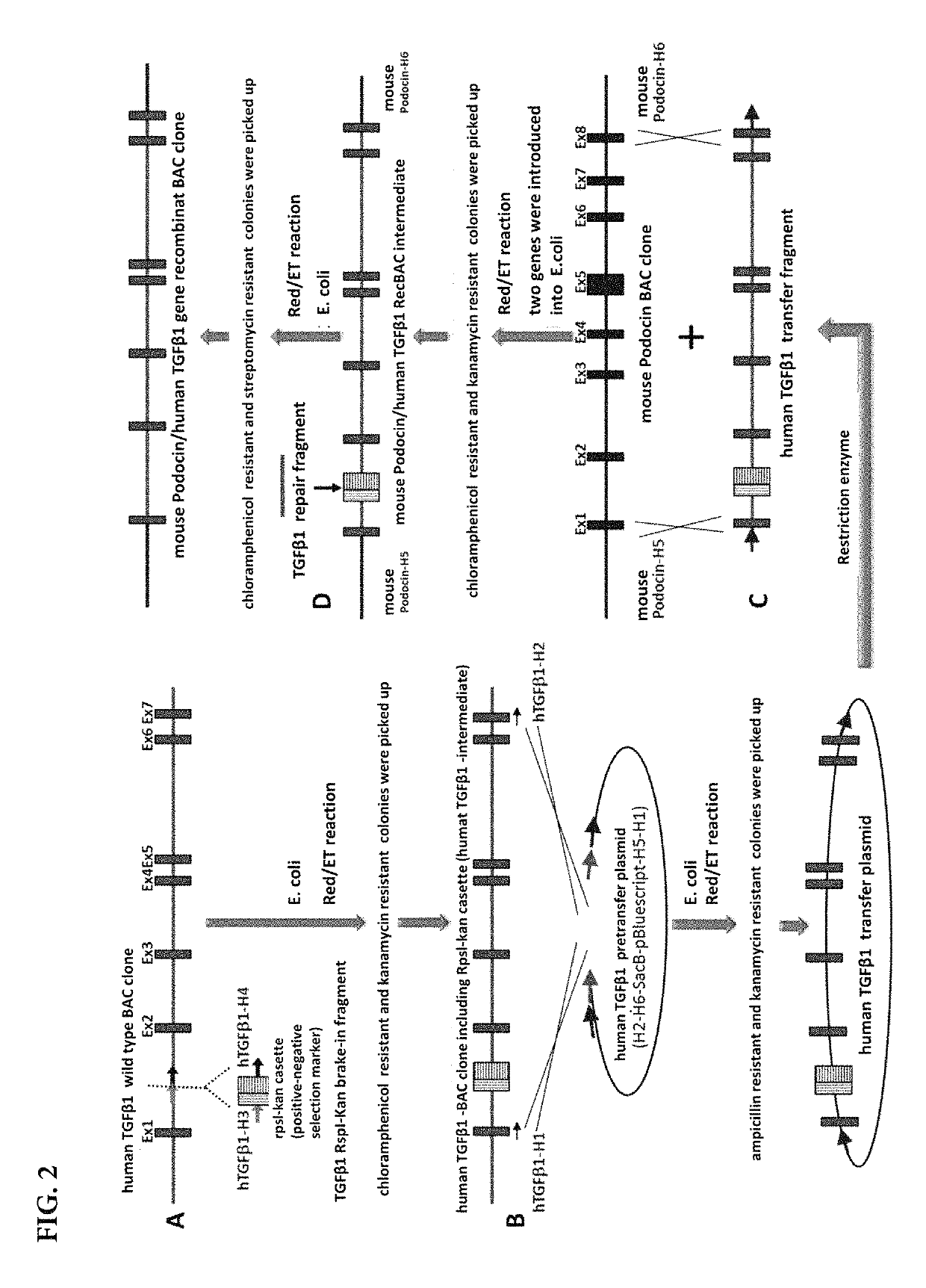 Transgenic mouse expressing kidney-specific human TGF-beta1, and biomarker for tissue fibrosis mouse model