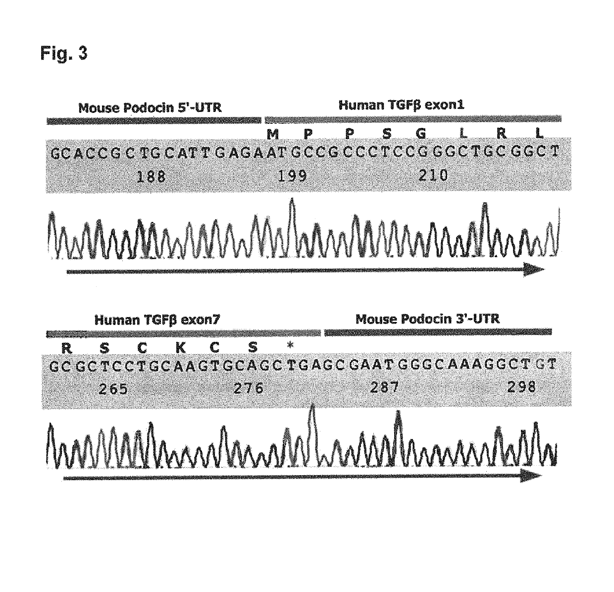 Transgenic mouse expressing kidney-specific human TGF-beta1, and biomarker for tissue fibrosis mouse model