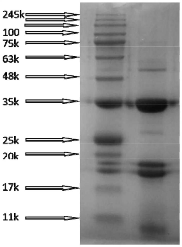 Extraction method of fructus cannabis globulin, product and application thereof