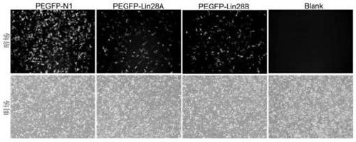 Method for studying mechanism of combined effect of Wnt signal and histone on target gene during differentiation of PGCs