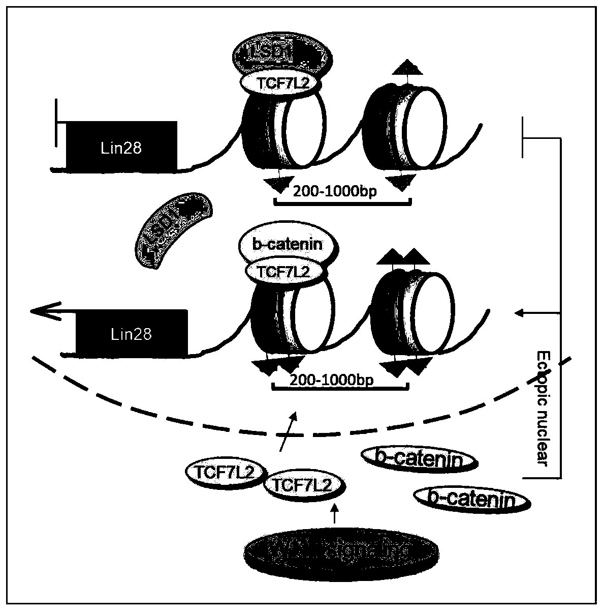 Method for studying mechanism of combined effect of Wnt signal and histone on target gene during differentiation of PGCs