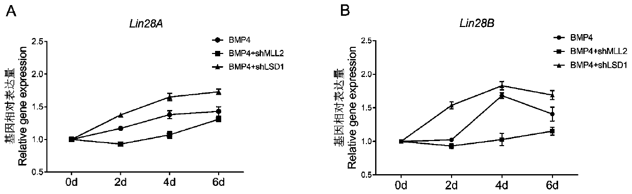 Method for studying mechanism of combined effect of Wnt signal and histone on target gene during differentiation of PGCs