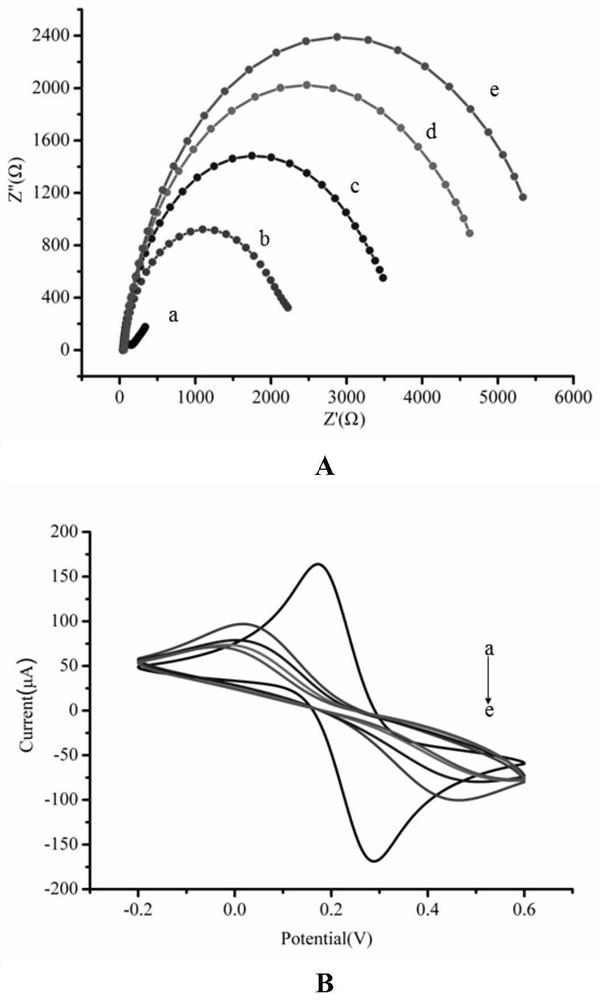 A detection method of Lactobacillus rhamnosus immunomagnetic bead electrochemical sensor