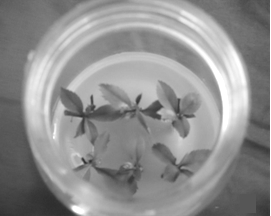 Rapid propagation method for Photinia fraseri tissue culture