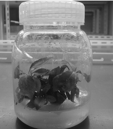 Rapid propagation method for Photinia fraseri tissue culture